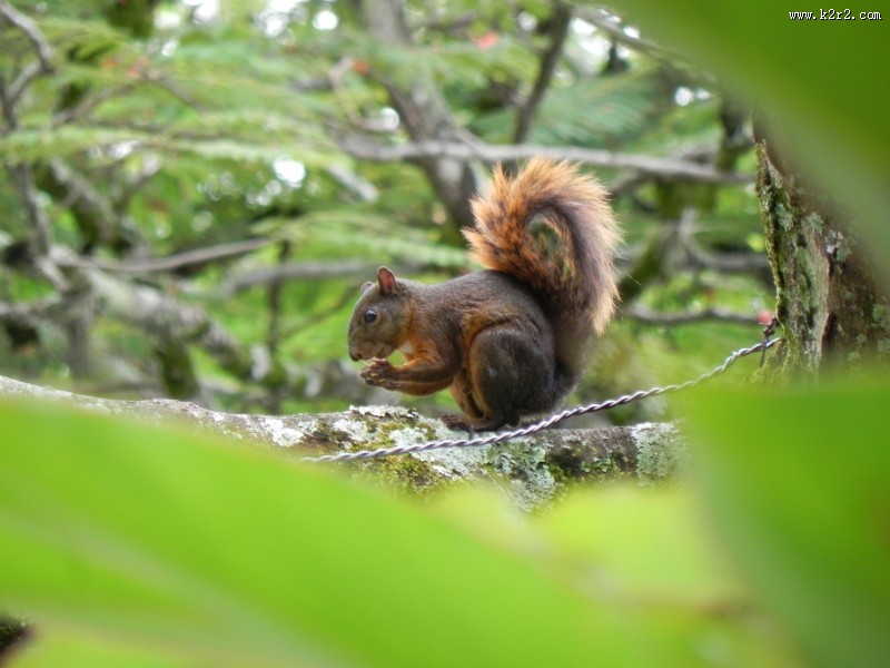 灵巧可爱的小松鼠图片大全