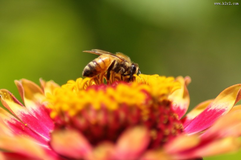 采蜜的蜜蜂图片
