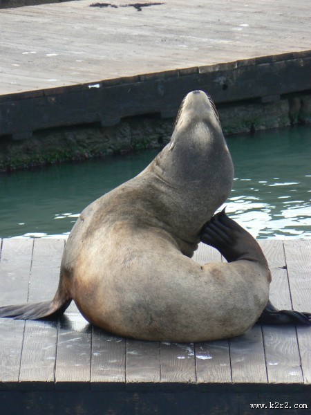 一只可爱的海狮图片大全