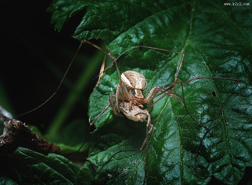 一只蜘蛛高清图片