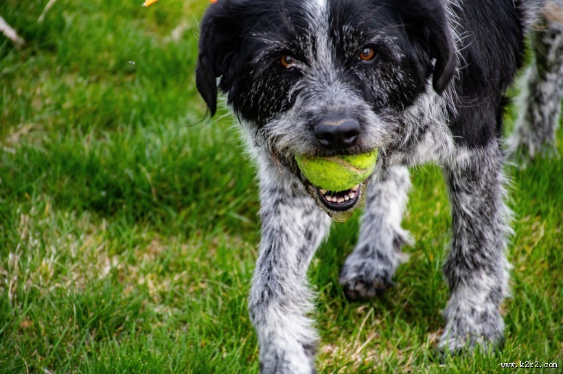 忠实的狗狗图片