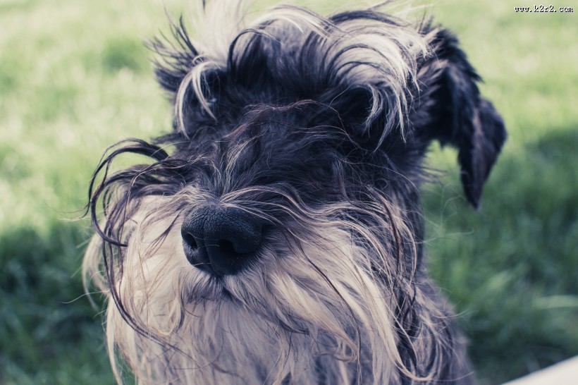 忠实的狗狗图片