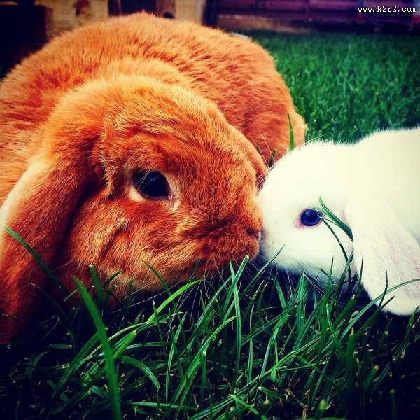 软萌可爱的兔子图片大全2