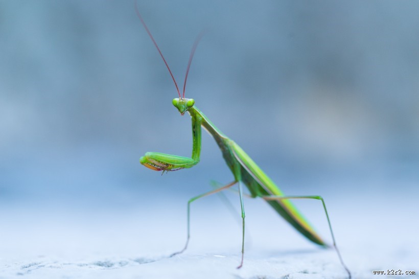绿色的螳螂图片