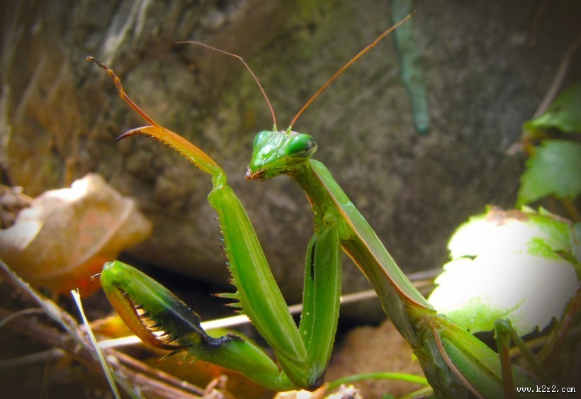 绿色的螳螂图片