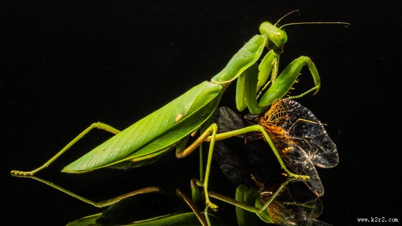 绿色的螳螂图片
