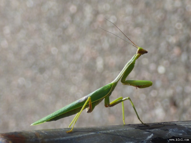 绿色的螳螂图片