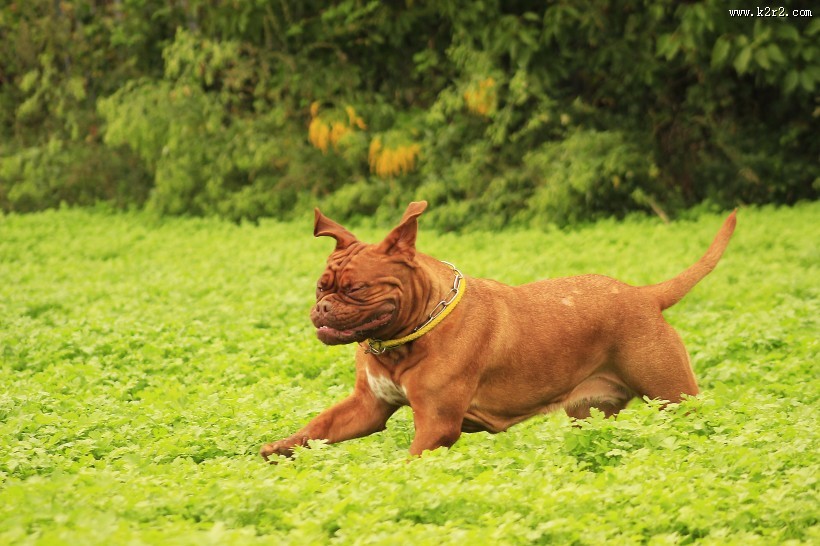 在草地玩耍的波尔多犬图片