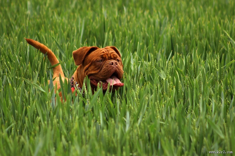 在草地玩耍的波尔多犬图片