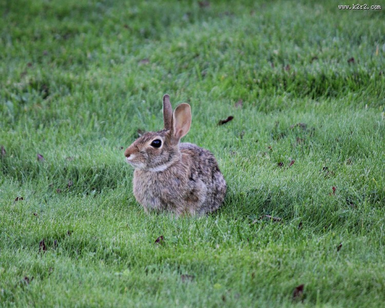 一只野生兔子图片