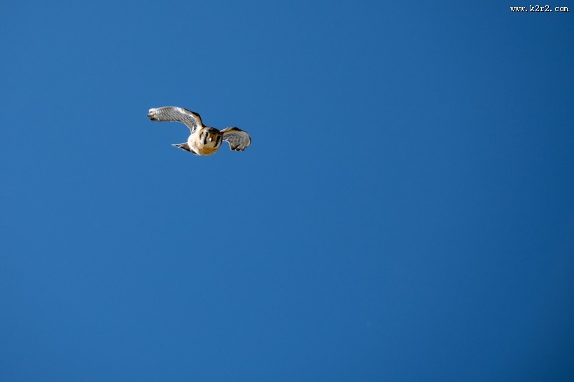 空中的飞鸟图片