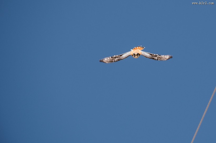 空中的飞鸟图片