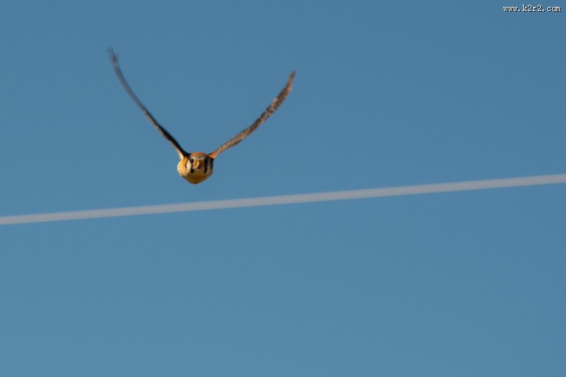 空中的飞鸟图片