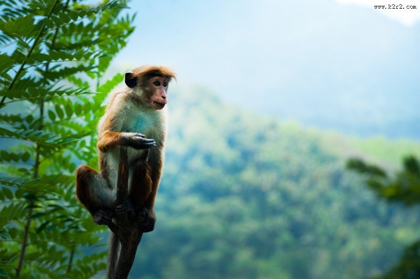 调皮可爱的猴子图片