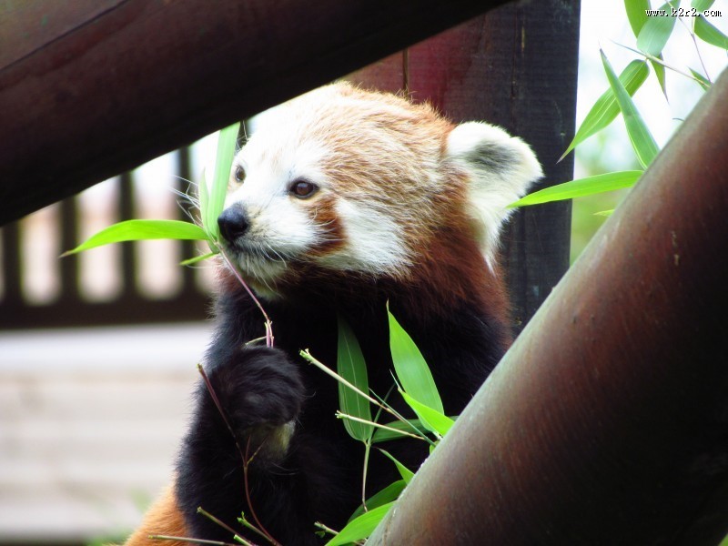 活泼可爱的小熊猫图片