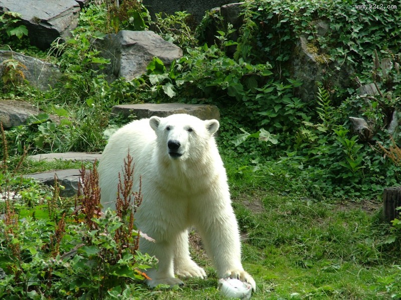 强壮的北极熊图片大全
