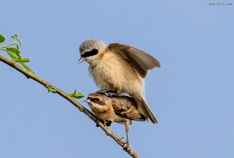 中华攀雀鸟类图片