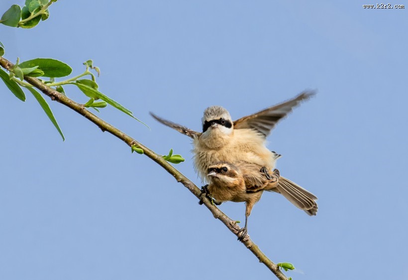 中华攀雀鸟类图片