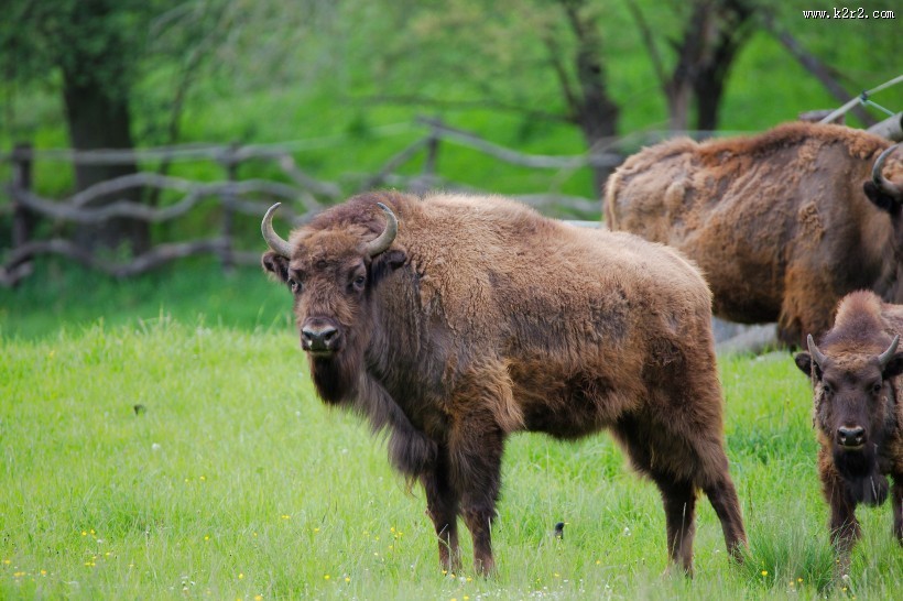 体型巨大的野牛图片大全