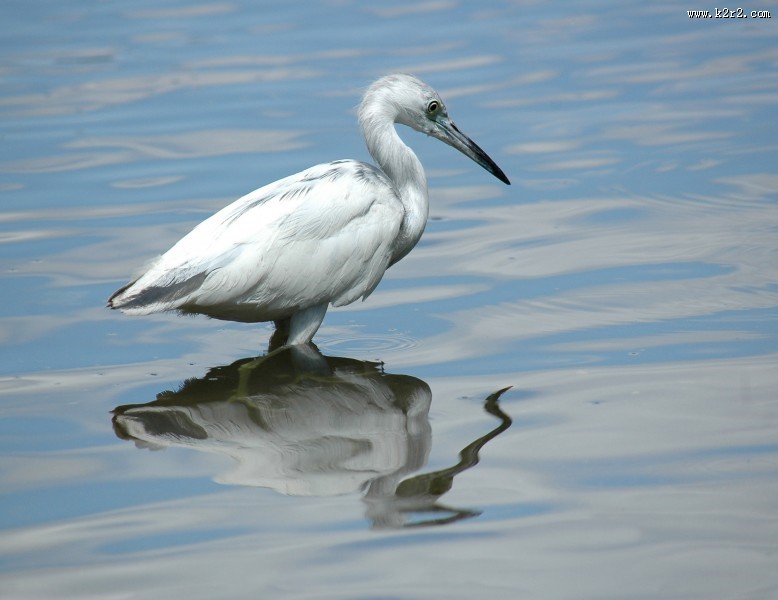 站在水中的一只白鹭图片