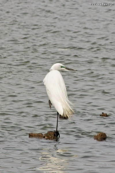 站在水中的一只白鹭图片