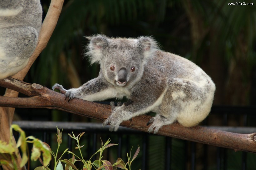 体态憨厚的考拉图片大全