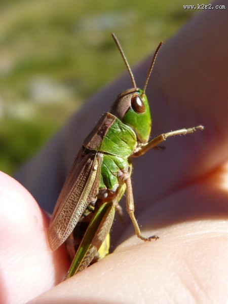 蚱蜢微距摄影图片
