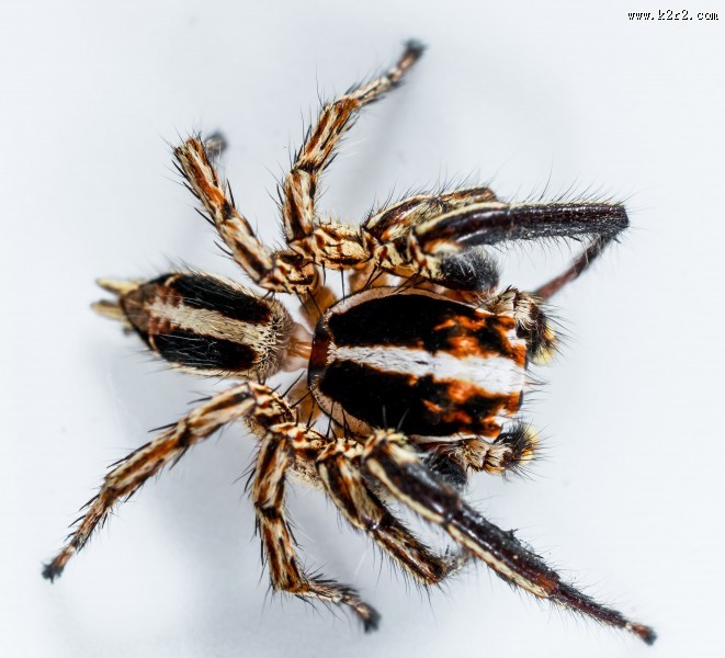 善于蹦跳的跳蛛图片大全