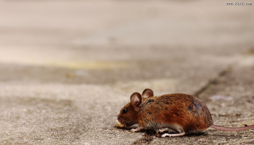 正在吃花生的老鼠图片