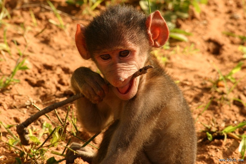 可爱呆萌的猴子图片