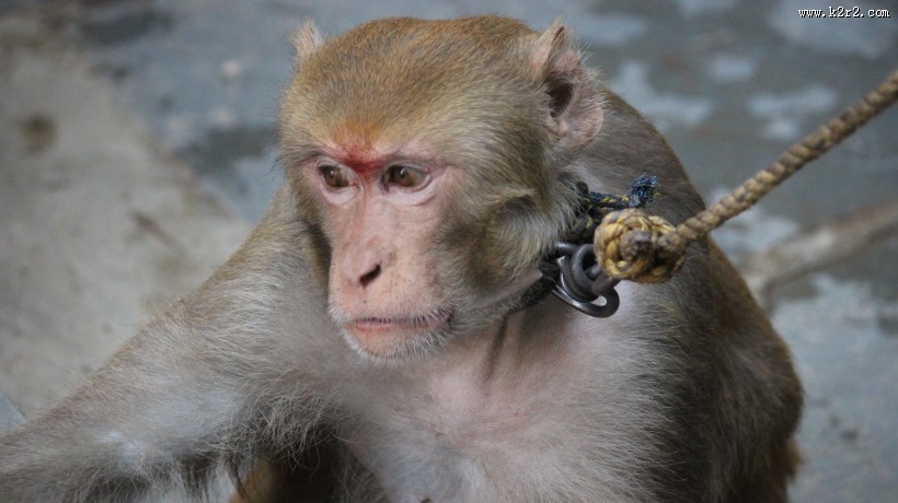 可爱呆萌的猴子图片
