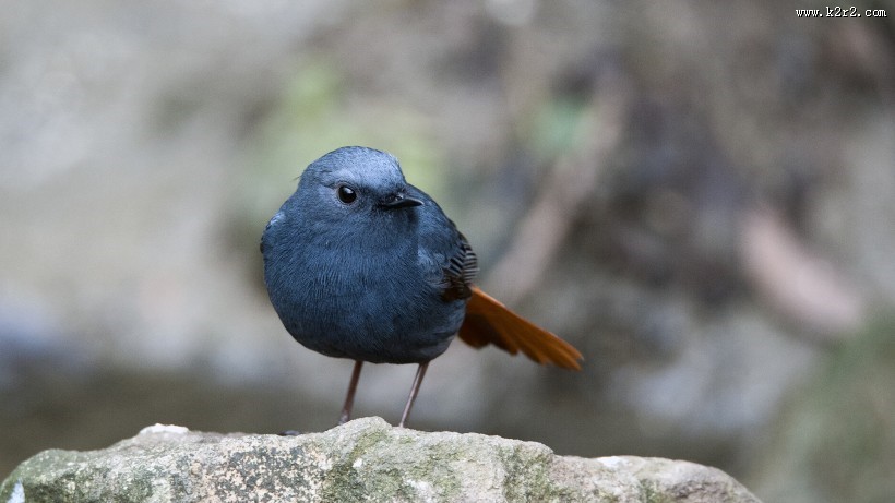 红尾水鸲图片大全