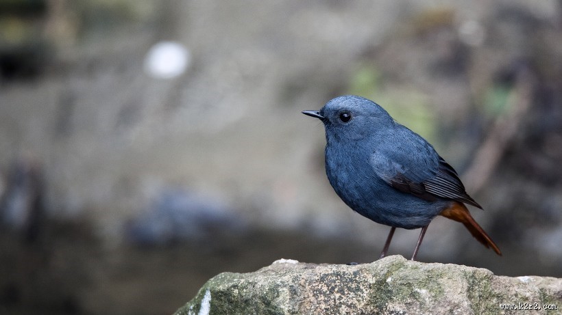 红尾水鸲图片大全