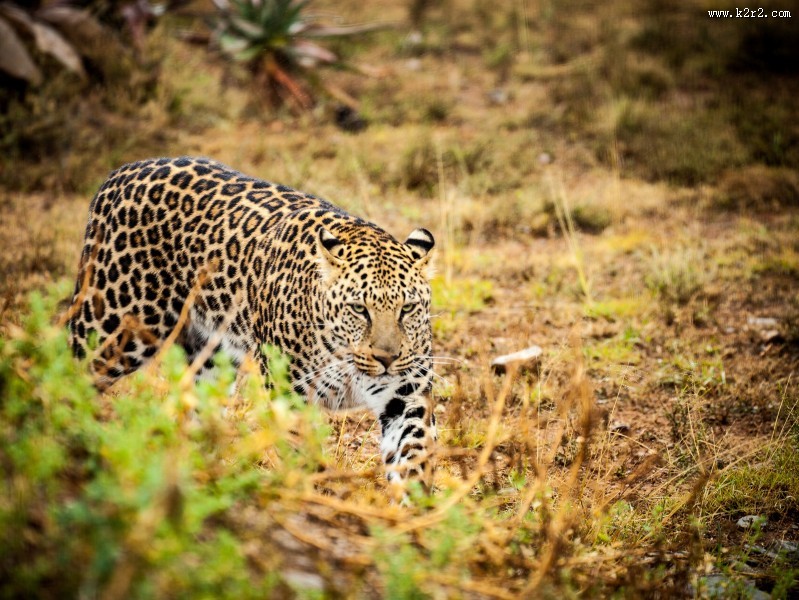 漂亮威武的金钱豹图片大全