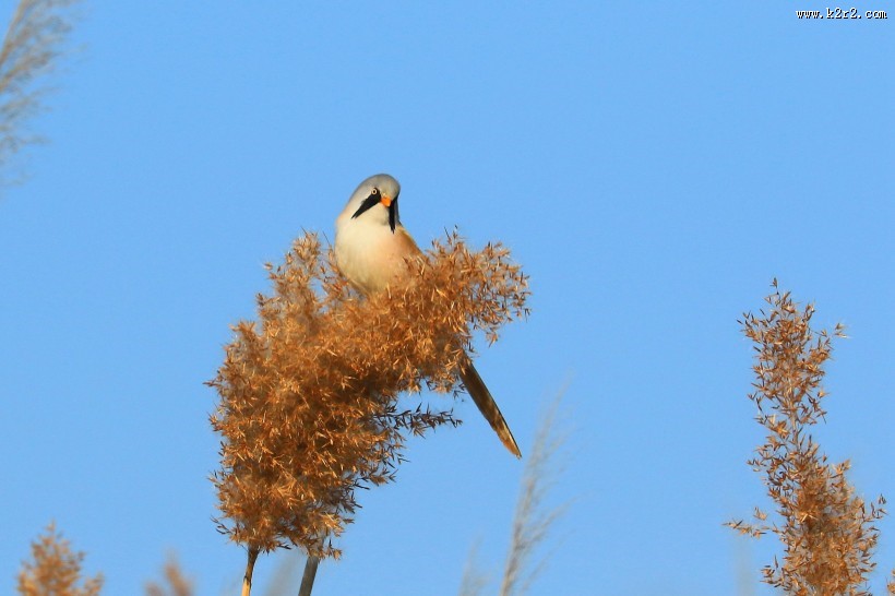 芦苇枝上的文须雀图片大全