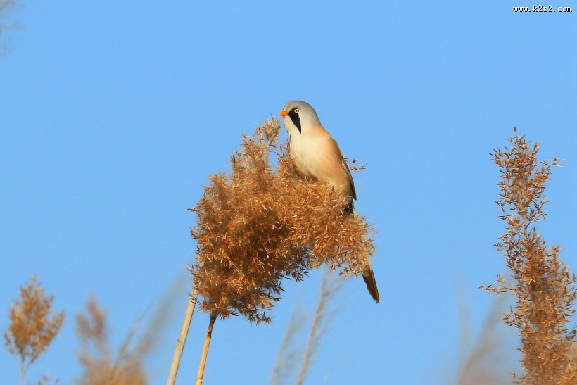 芦苇枝上的文须雀图片大全