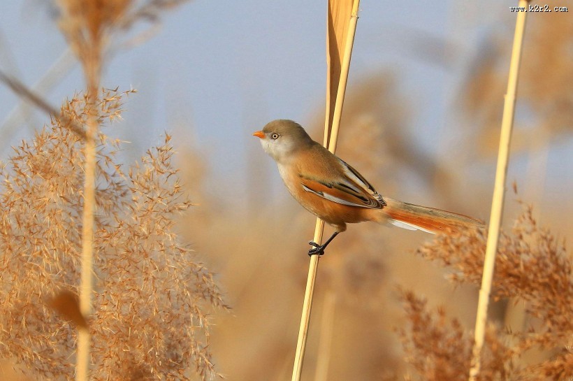 芦苇枝上的文须雀图片大全