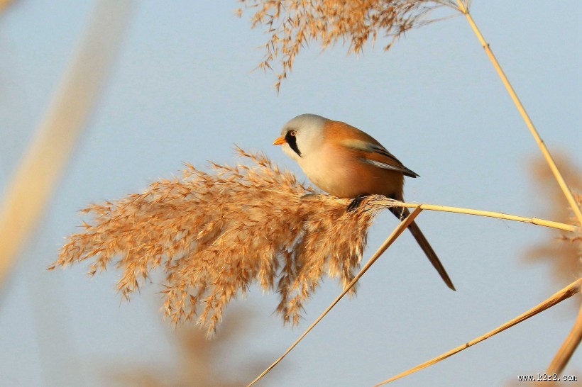 芦苇枝上的文须雀图片大全