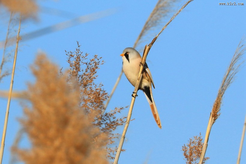 芦苇枝上的文须雀图片大全