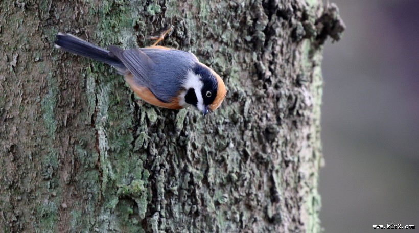 红头长尾山雀图片