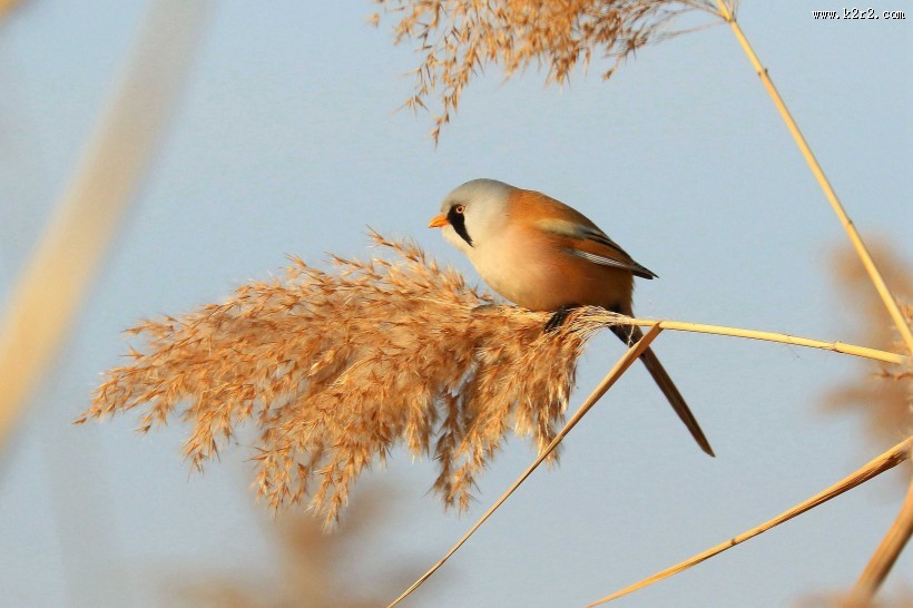 芦苇枝上的文须雀图片