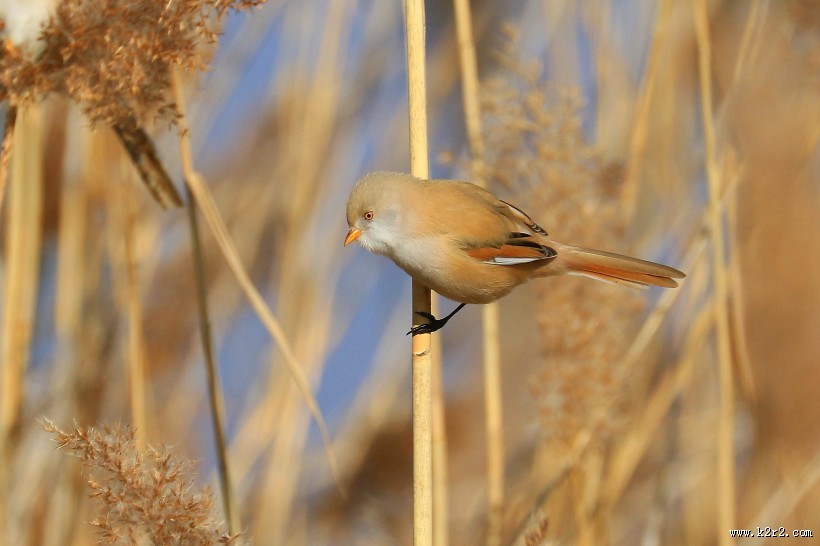 芦苇枝上的文须雀图片