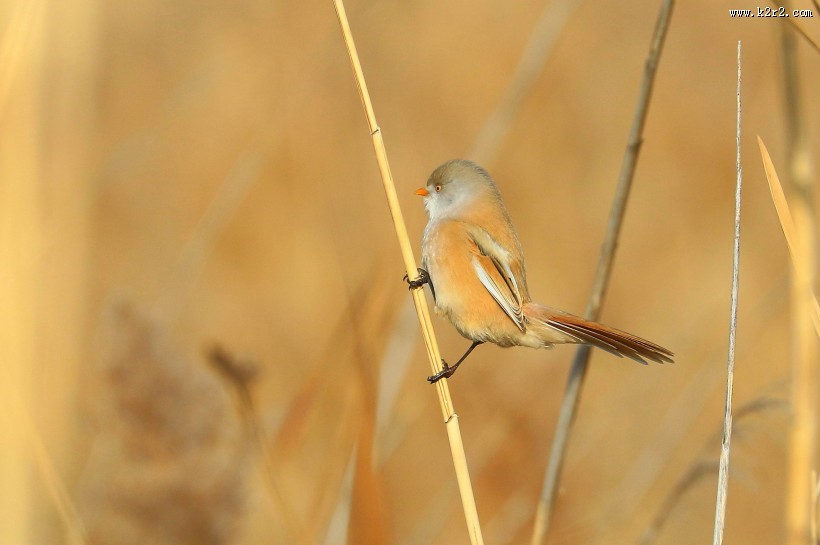 芦苇枝上的文须雀图片
