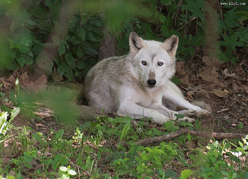 凶残的野狼图片