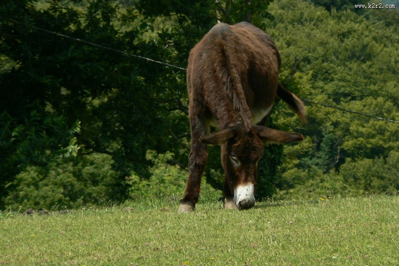 健壮呆萌的毛驴图片大全