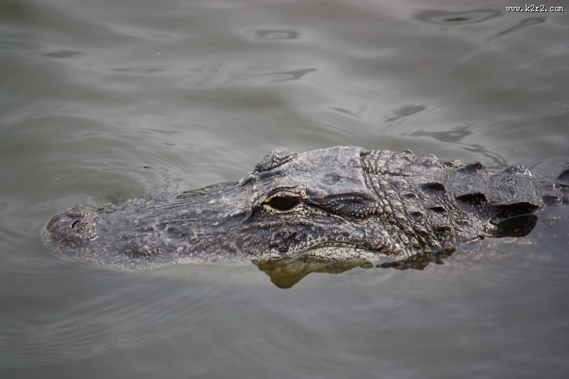 鳄鱼的头部图片