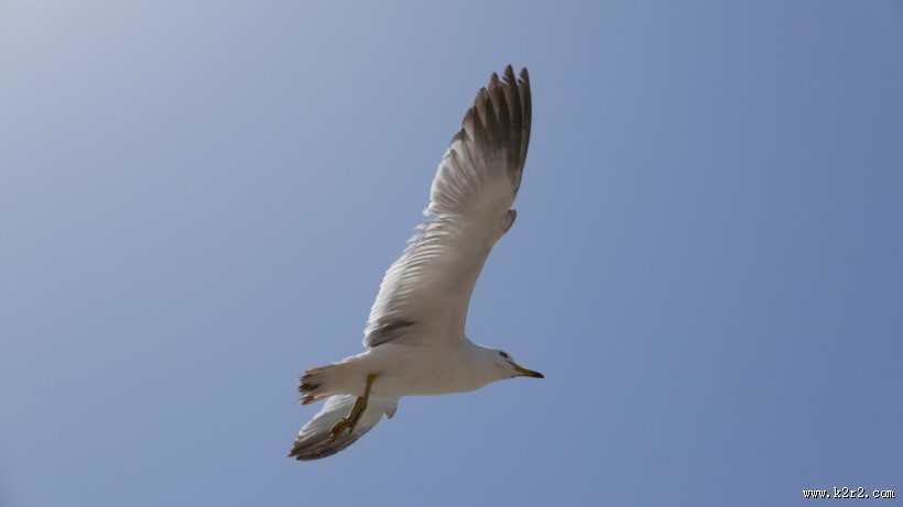 美丽的海鸥图片大全