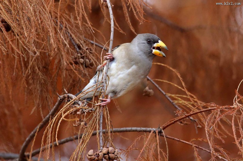 黑尾蜡嘴雀图片大全