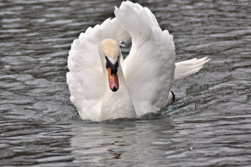 美丽的白天鹅图片大全