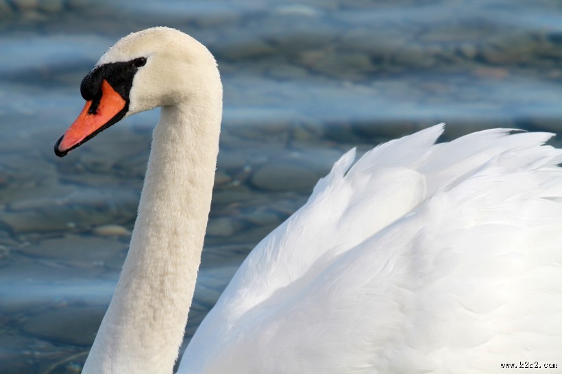美丽的白天鹅图片大全
